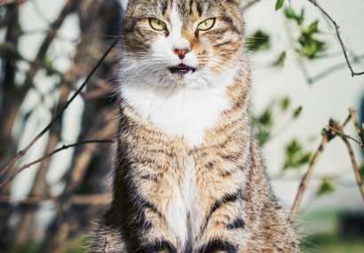 beautiful-stray-cat-sits-in-the-bush-and-looks-at-the-front
