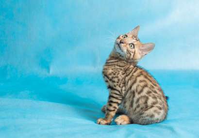 cute-domestic-cat-on-sky-blue-sheets-looking-up-with-funny-look