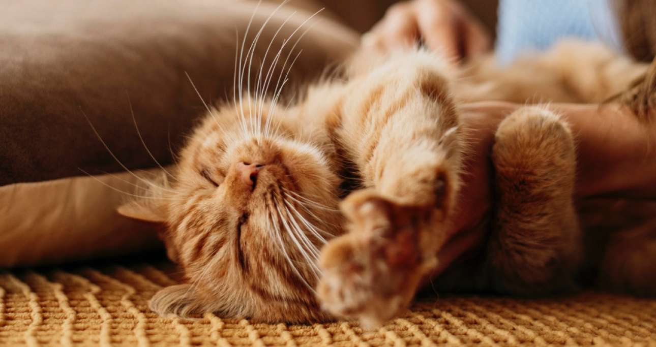 owner-petting-adorable-cat