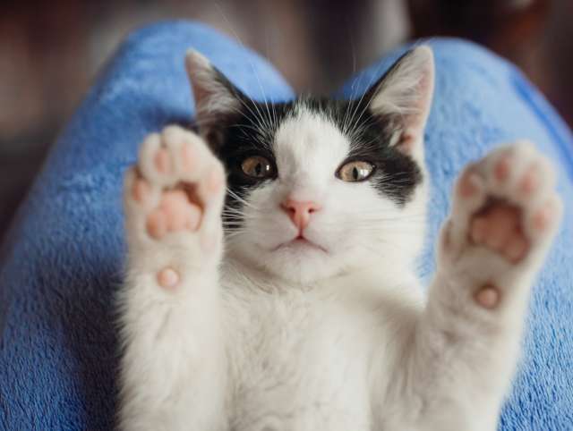 white-cat-lies-on-woman-s-knees